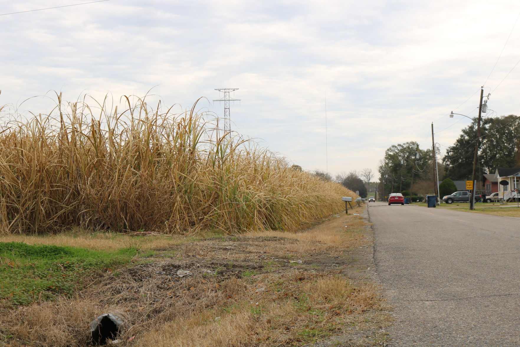 Red Hat Road sugarcane field